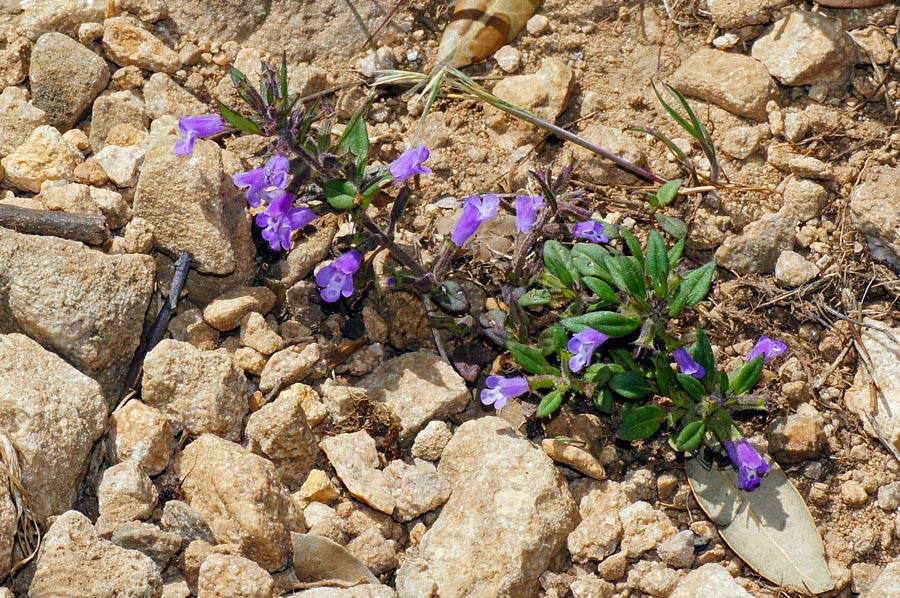 Ziziphora sardoa (=Acinos sardous) / Acino di Sardegna